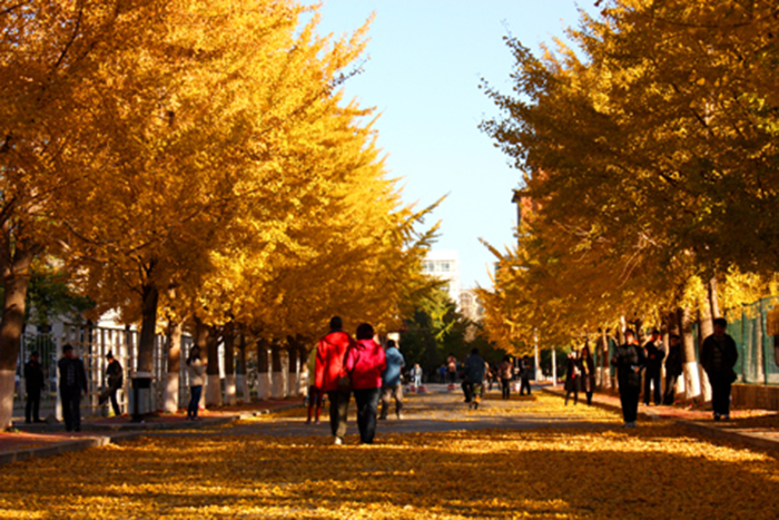 辽宁大学,银杏树下的浪漫天堂(3)