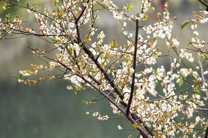 广州萝岗香雪梅花节开幕啦