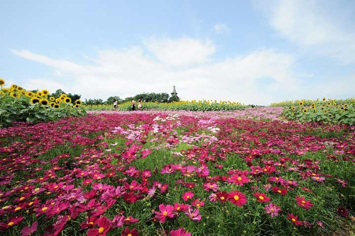 茶溪谷四季花田,上百种花卉在花田中竞相绽放,超梦幻.