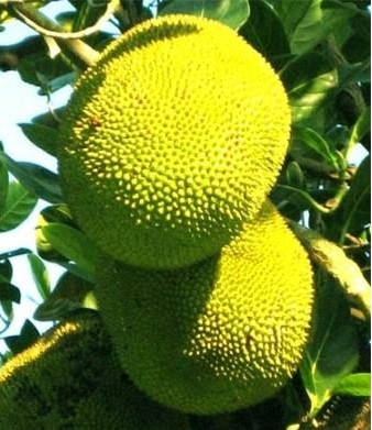 涠洲岛有什么特产_涠洲岛特产