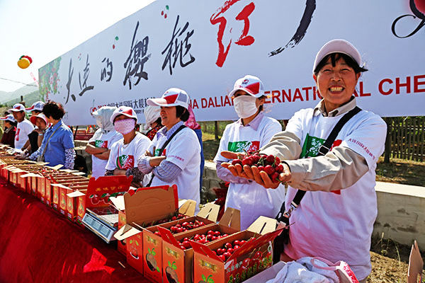 2015大连金州樱桃节时间预测_2015金州樱桃节采摘