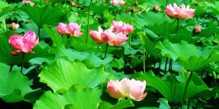 2014白洋淀荷花节网址谁有小电影攻略图片