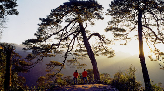 3.天目山  世界唯一天目铁木生长地.