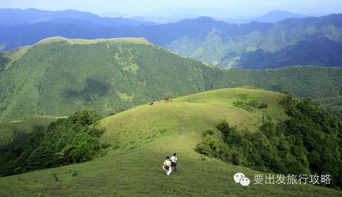 云浮罗定八排山大草原就是其中之一,这种只在川藏云贵高原才有的景色