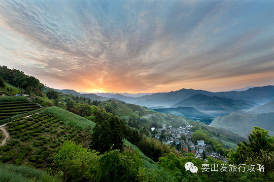 漫山菊花如雪,黄山歙县黄村,看过便此生念念不忘(4)