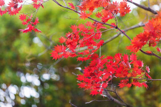 本溪"中华枫叶之路",最美秋天自驾路线(4)